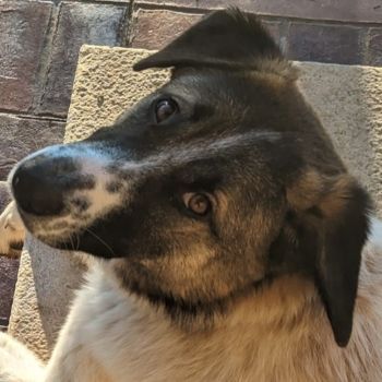Lilli