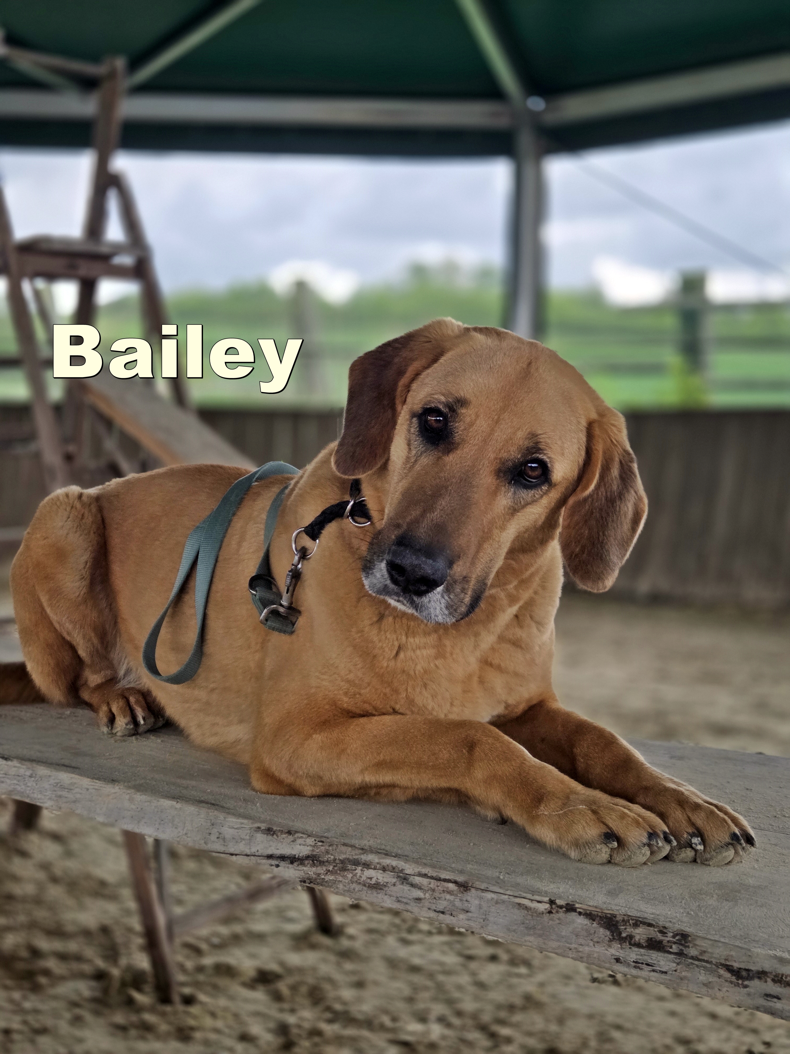 Bailey