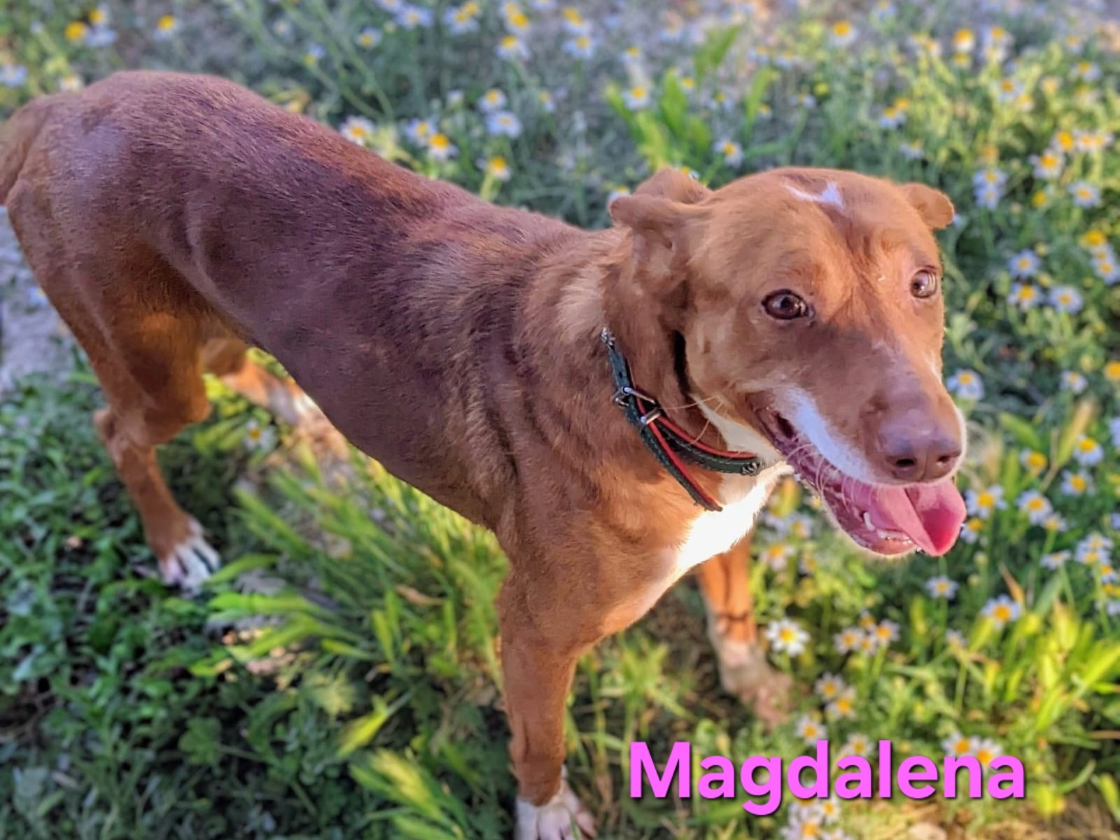 Magdalena