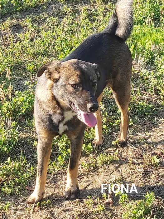 Junghündin Fiona