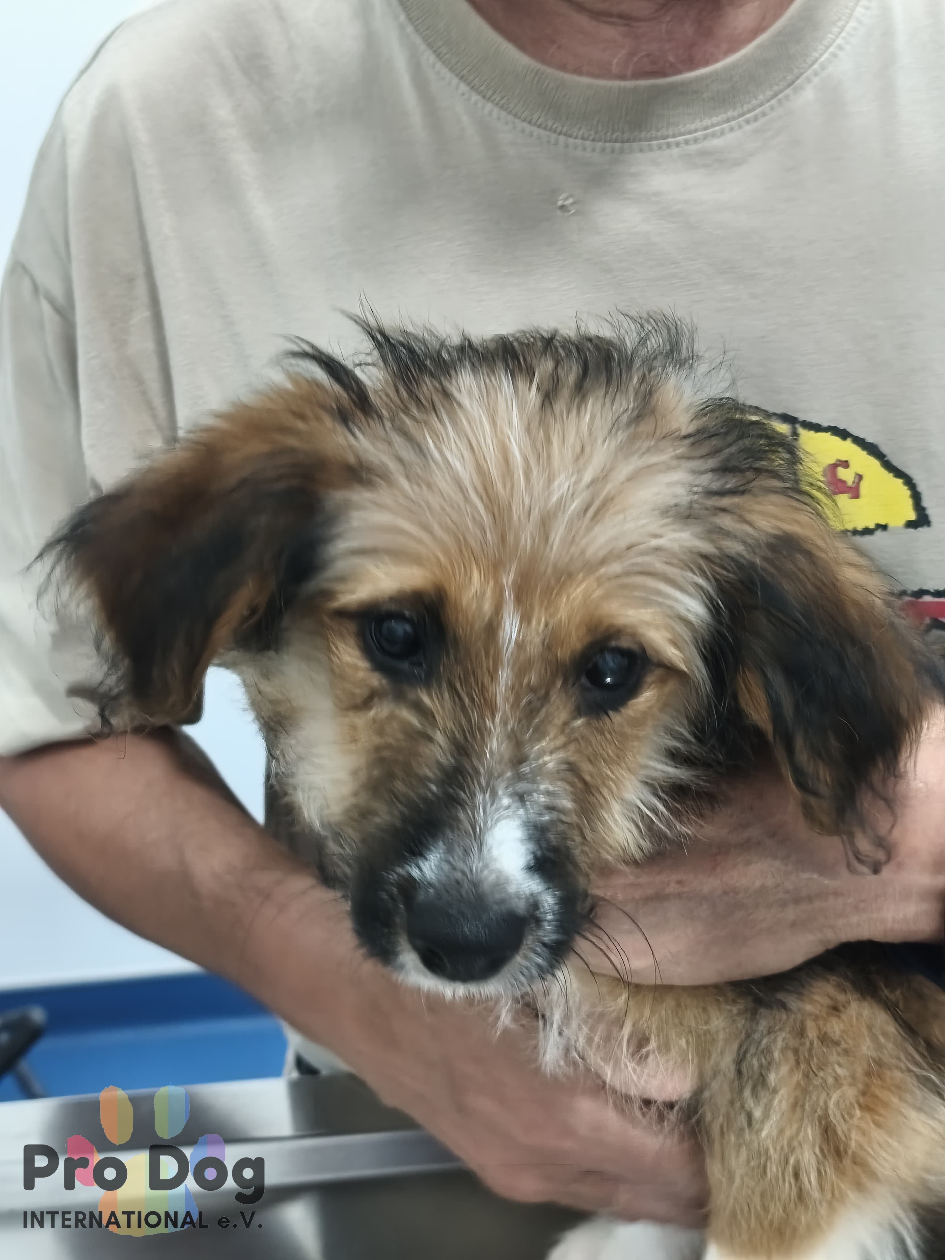 Hundebaby Ollie