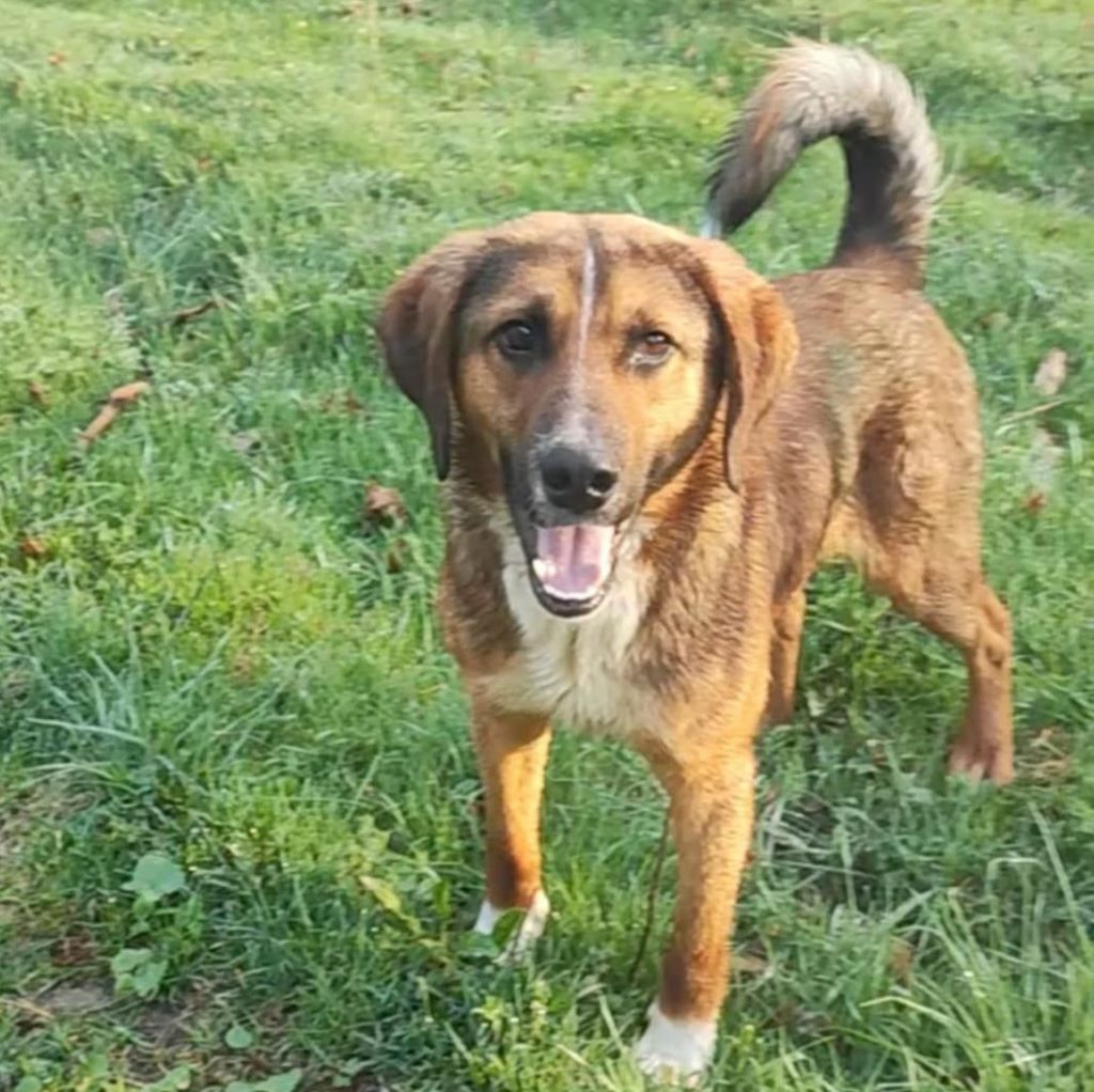 Sancho💕süßer Frechdachs