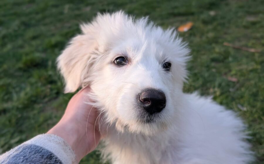 Genevieve