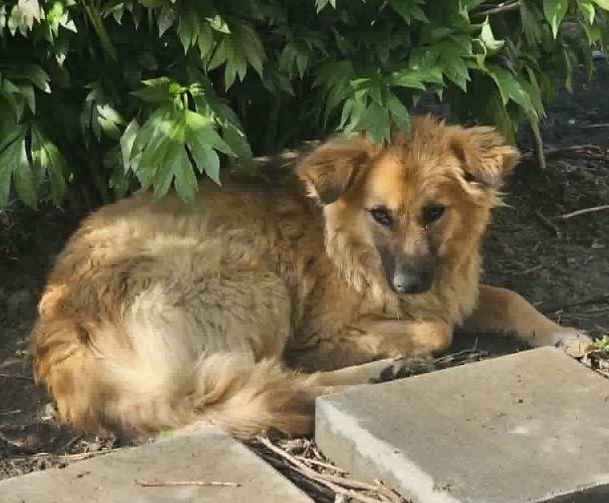 Isla