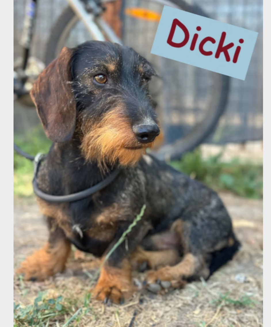 Dicki