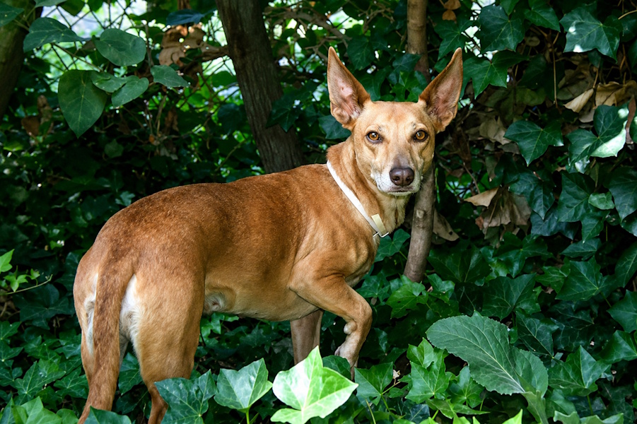 Canela, PS in 41239 Mönchengl.