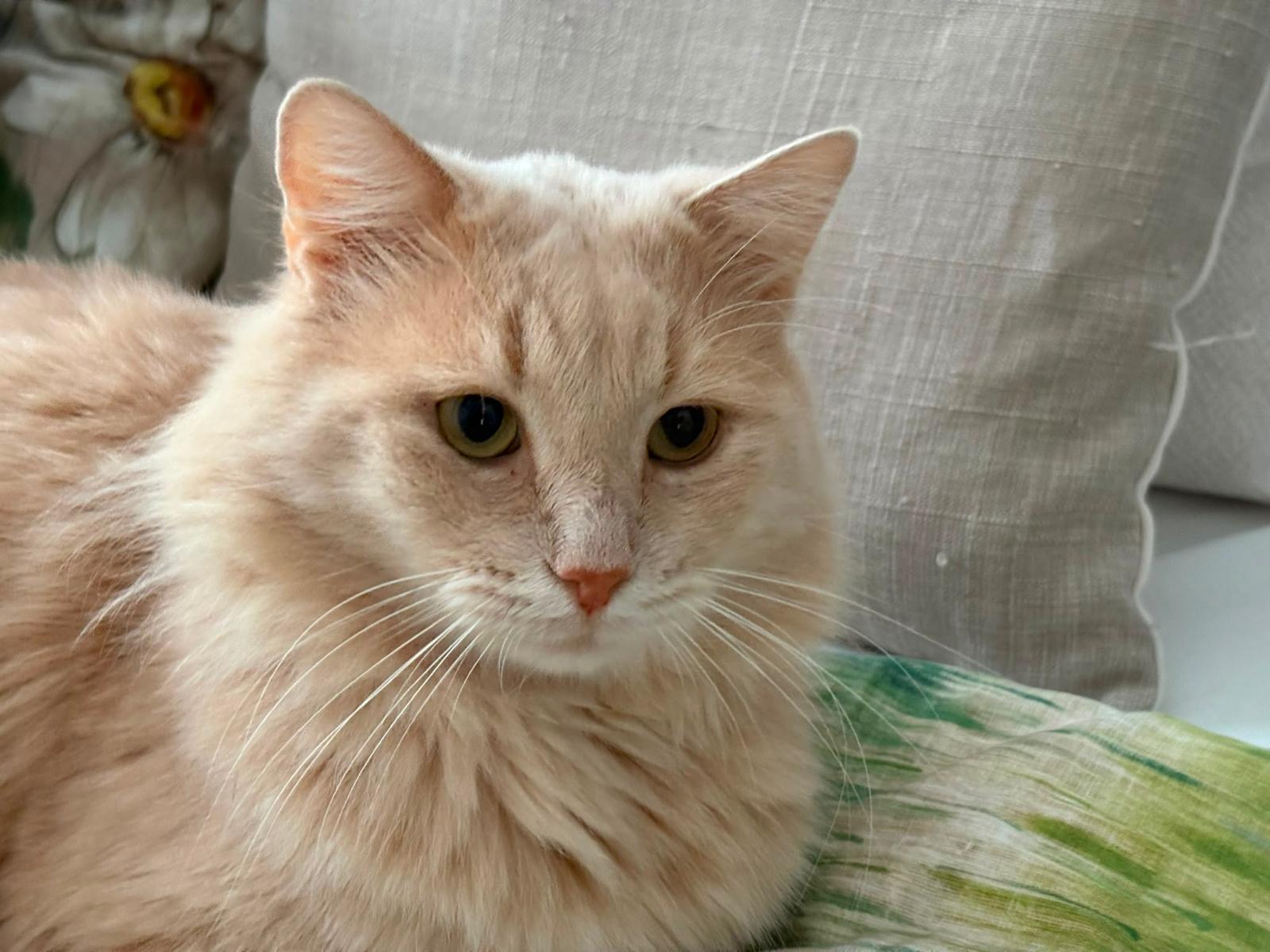 Bobi