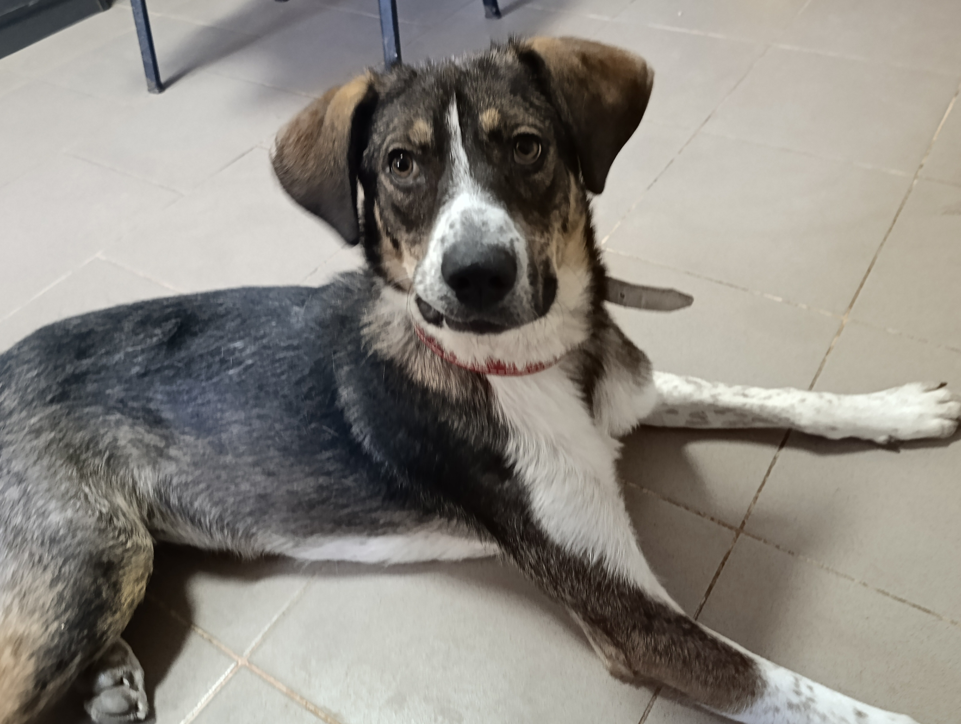 Archie