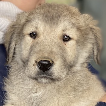 Jako