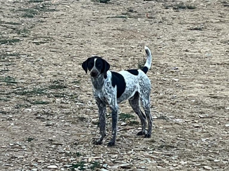 Ares sucht dich
