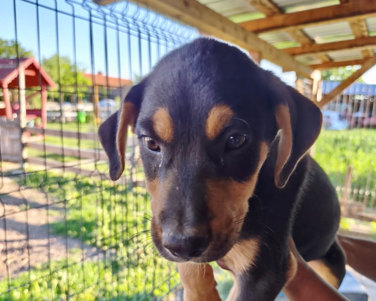 Artemis💕zutraulicher Rüde