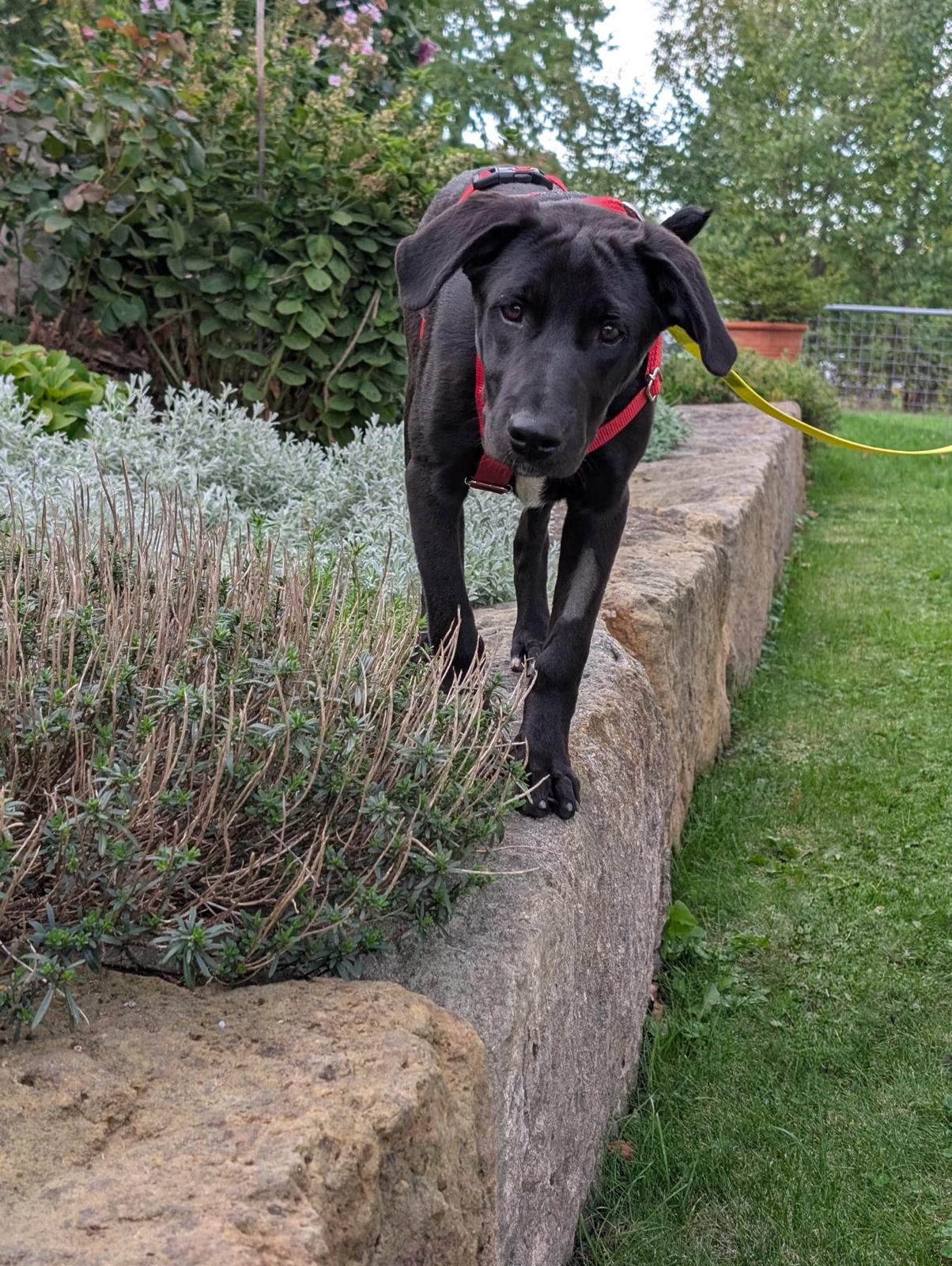 Bella