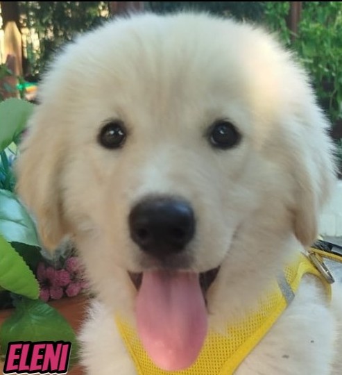 Eleni