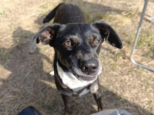 Dobby