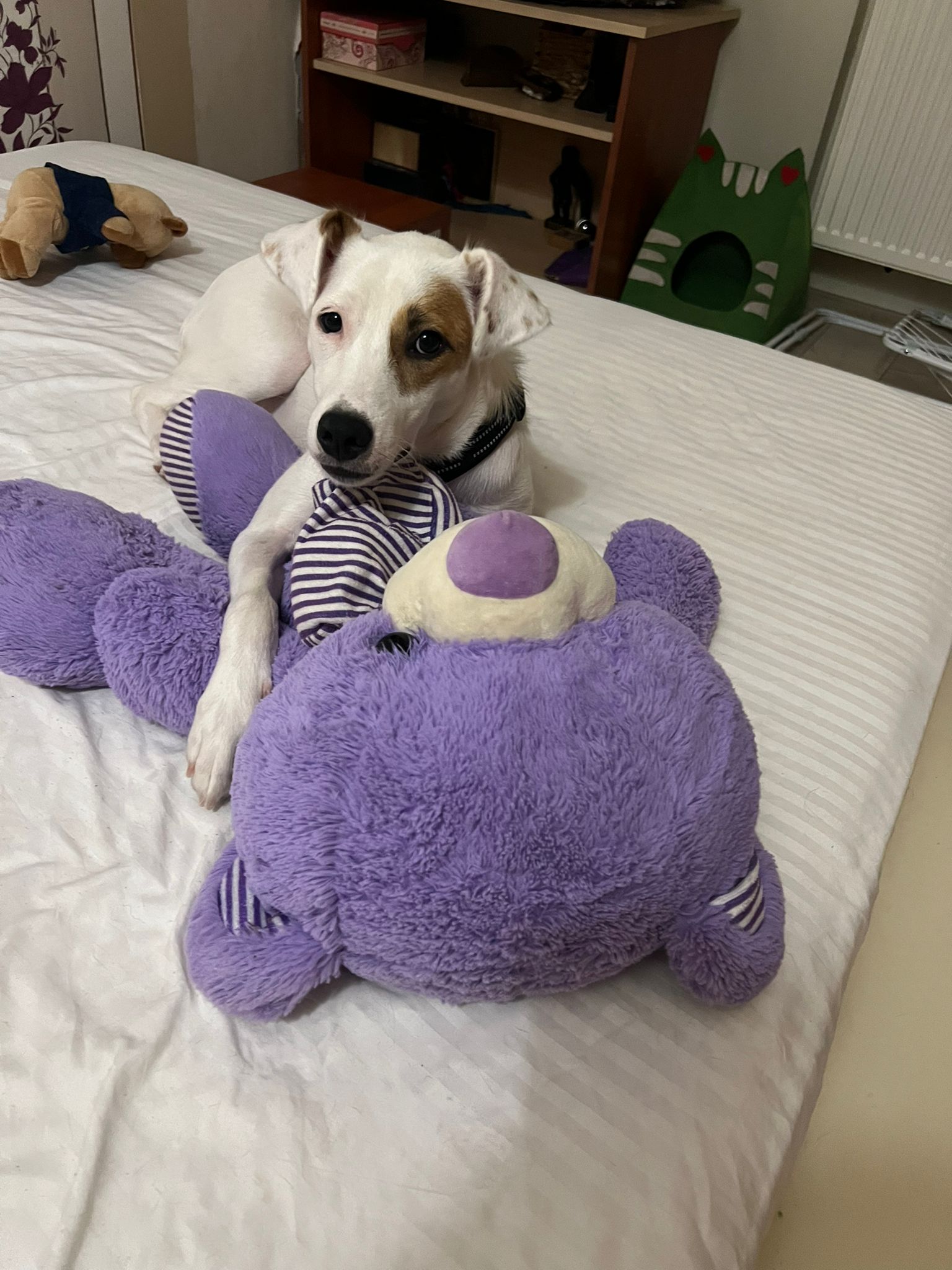 Elsa 🐕