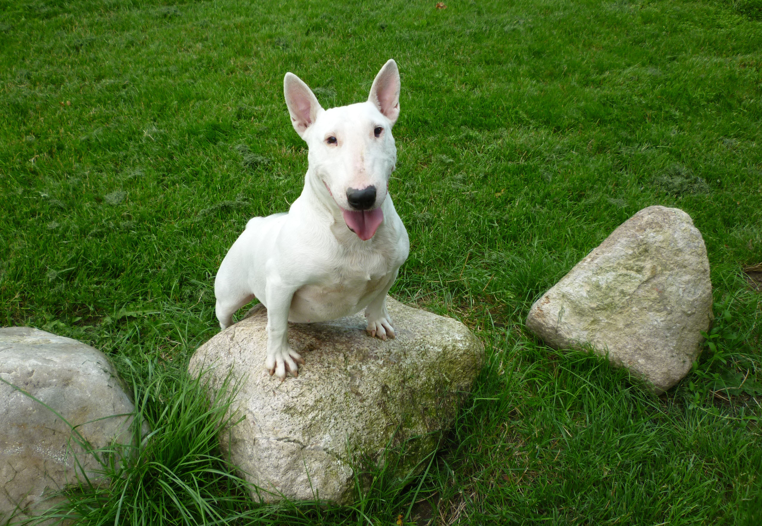Bullterrier in Not e.V.