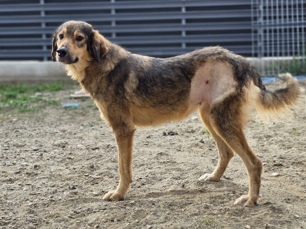 Perla