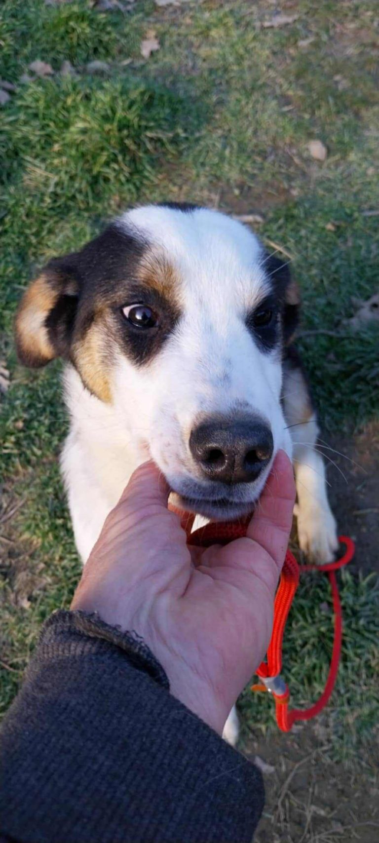 Bella