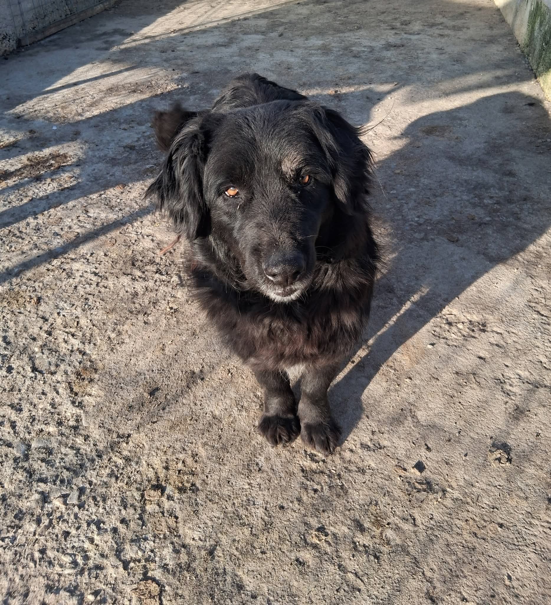 Fetizia  - typisch Retriever