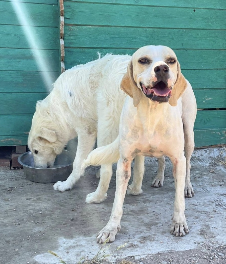 Remo