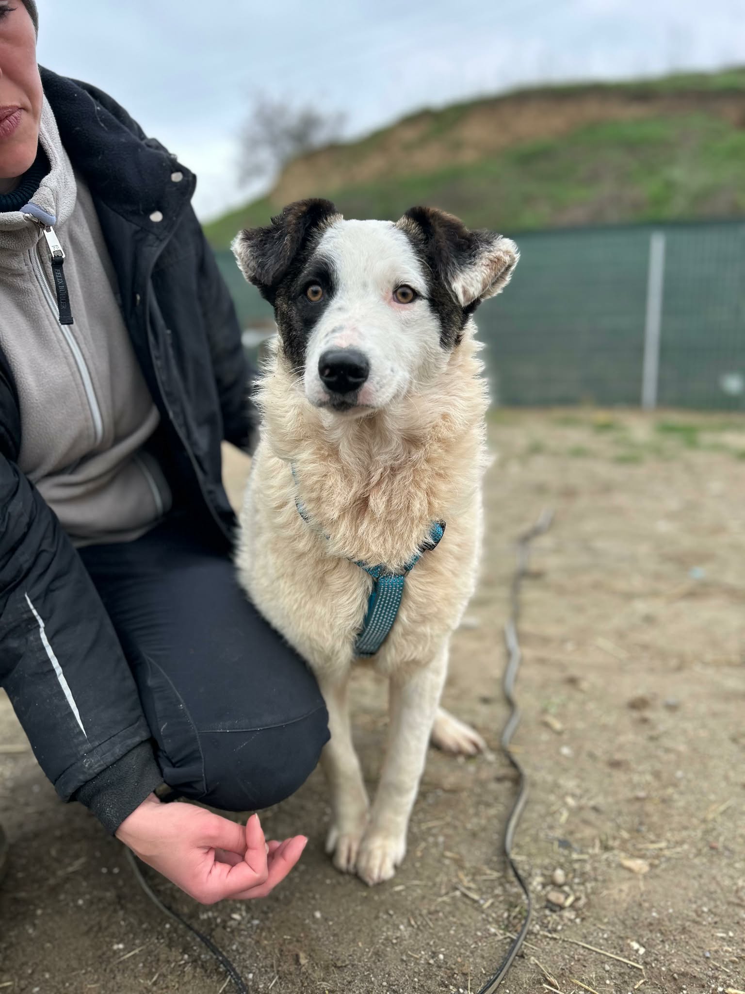 Anela🐾junge Hündin