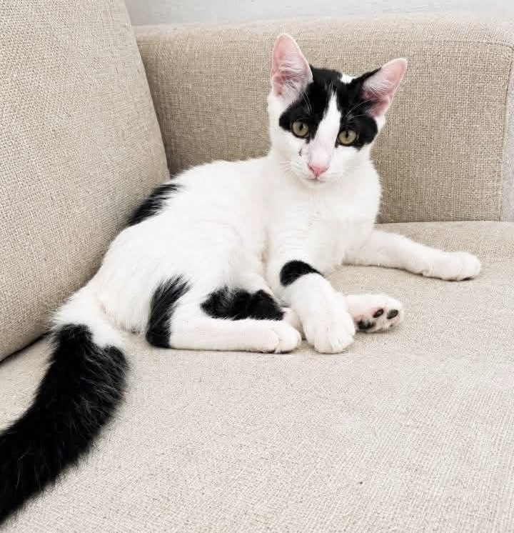 Zorro