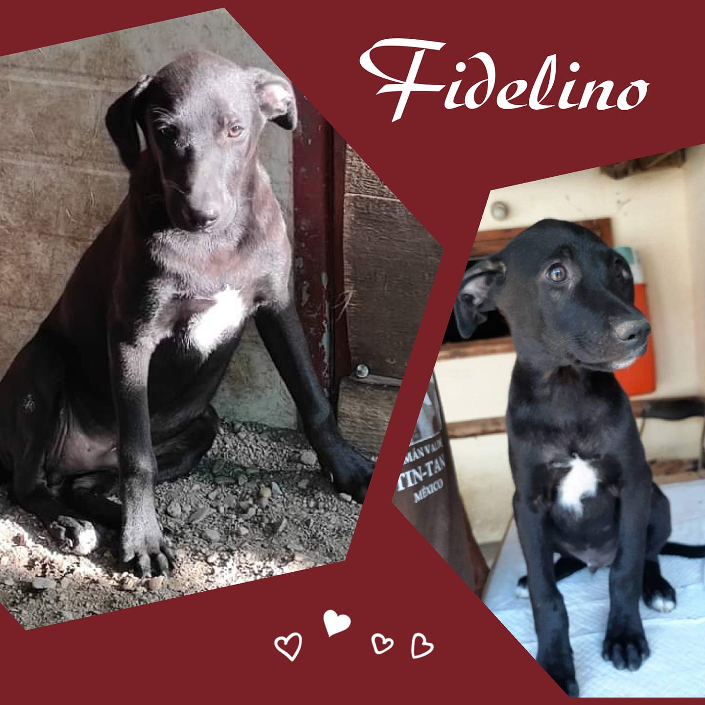 Fidelino
