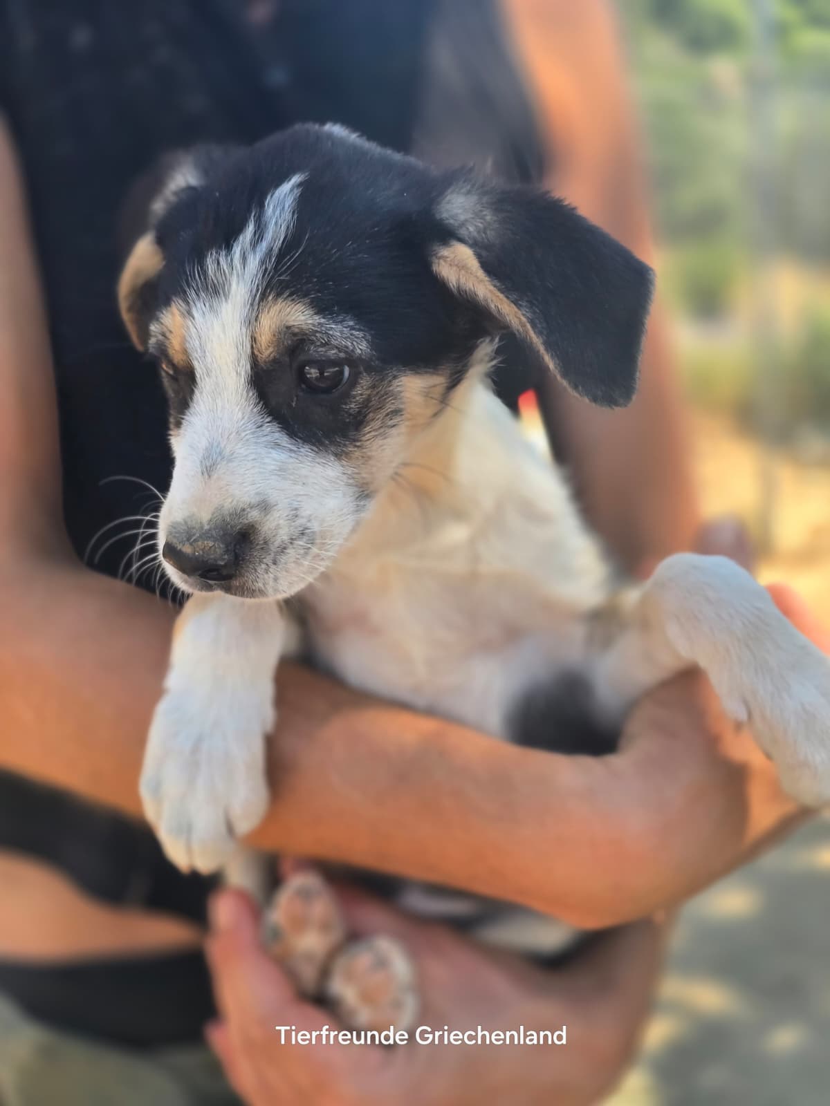 Stella