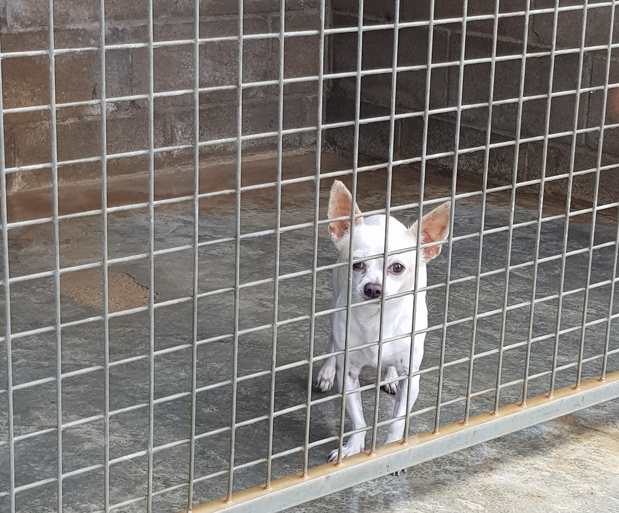 Heimatlose Hunde e.V.