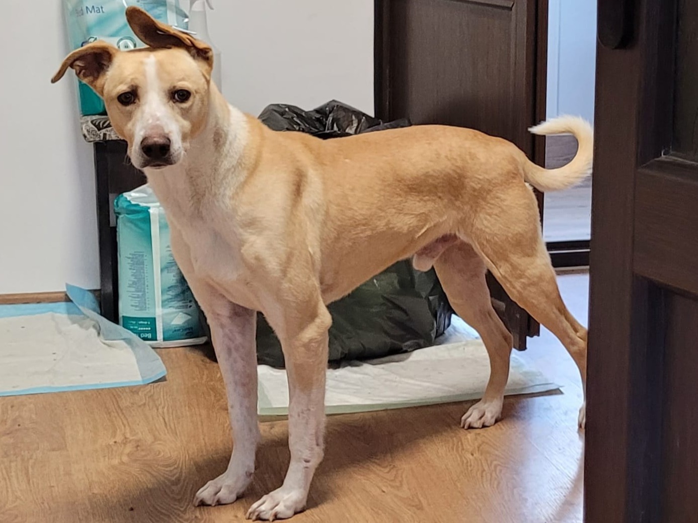 Yannis