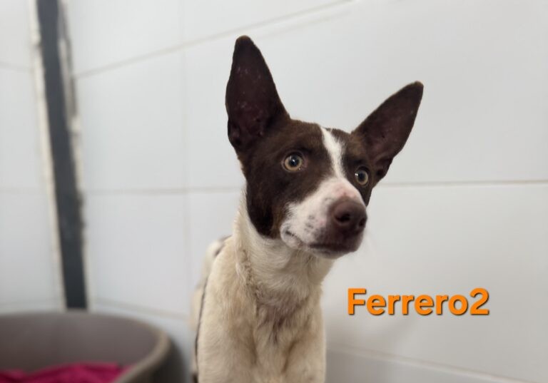 Ferrero2