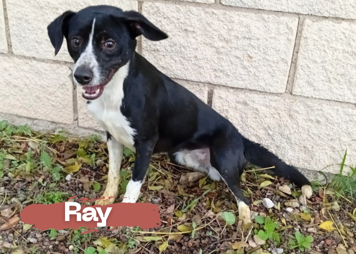 Ray
