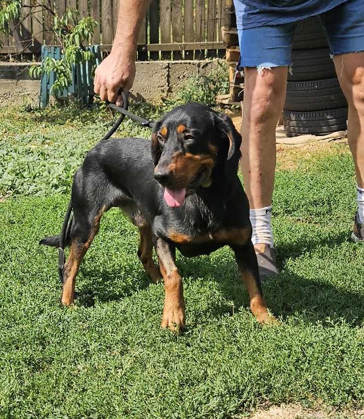 Kimbo