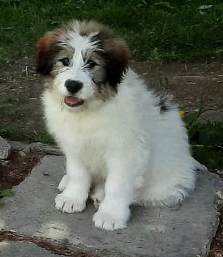 Aldo