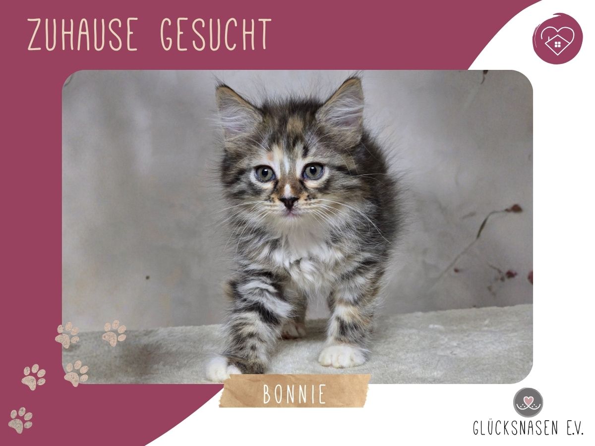 Bonnie wartet auf Post