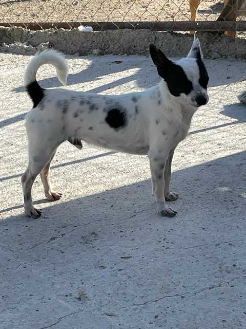 Tomy
