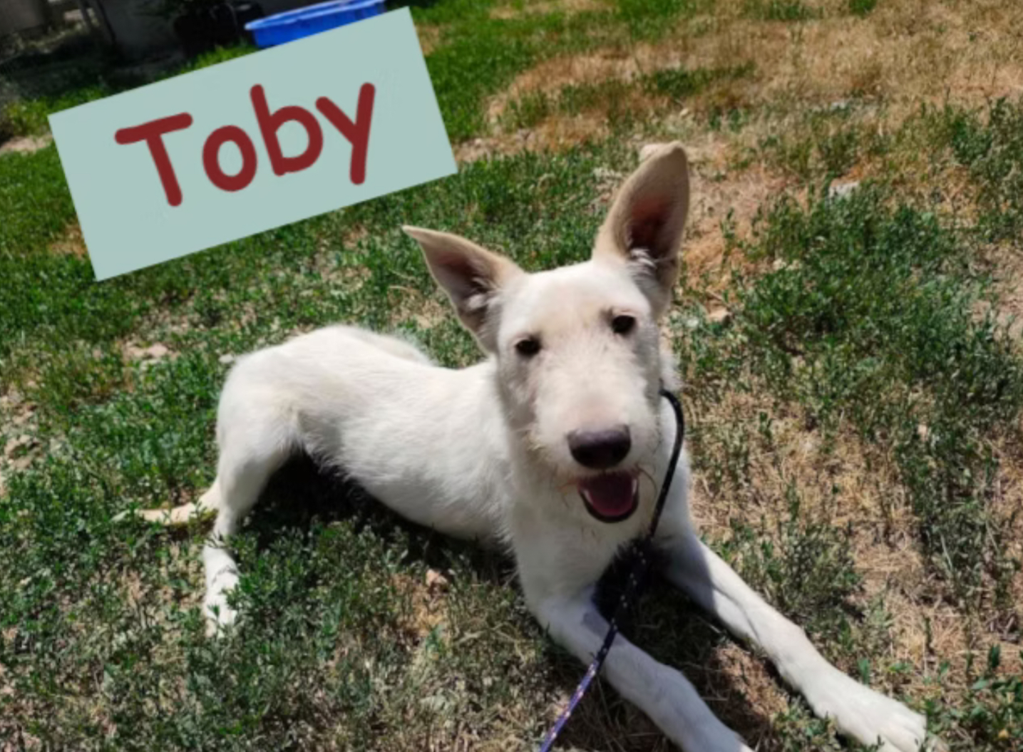 Toby