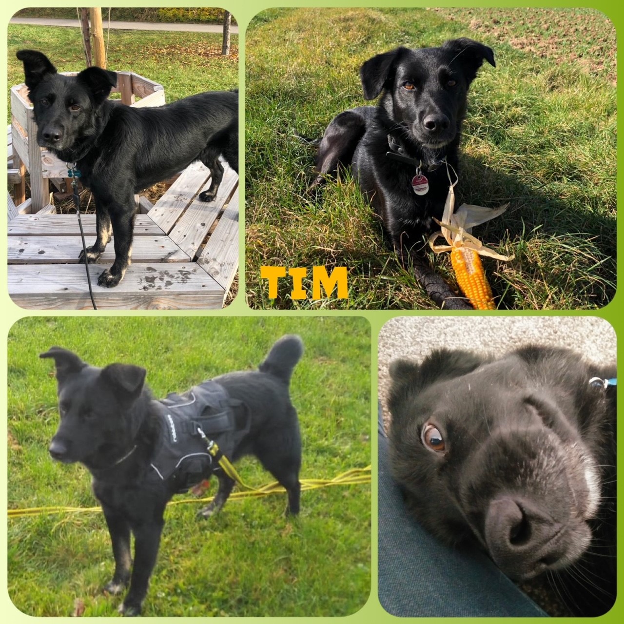Tim