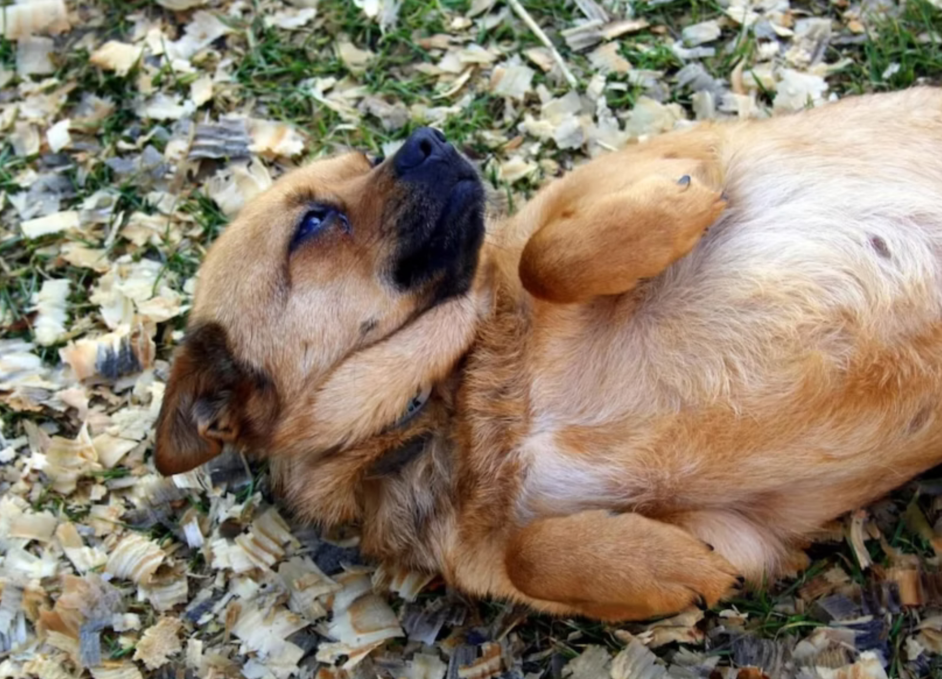 Manja