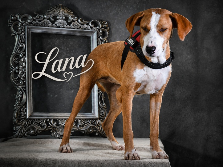 Lana - Pfote sucht Hand