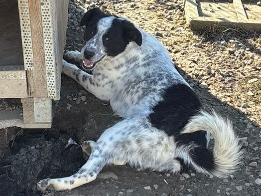 ☯️Hundemädchen Yin🐶