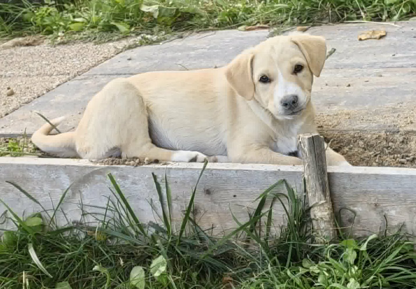 Lilly