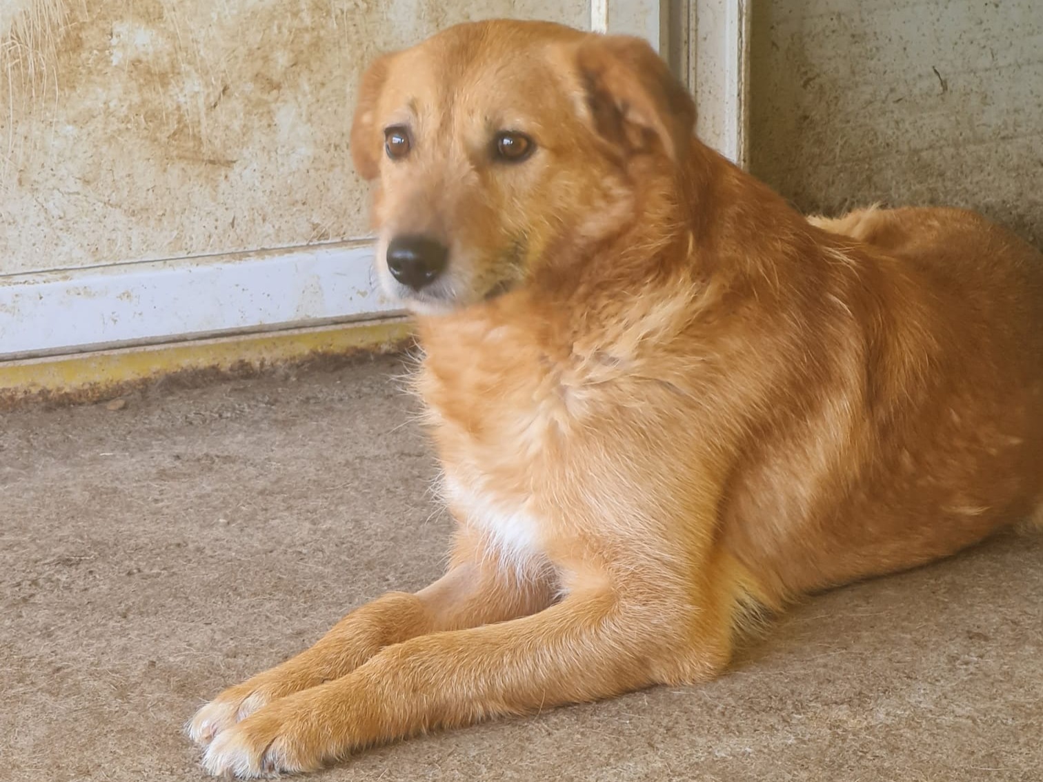 Sammy