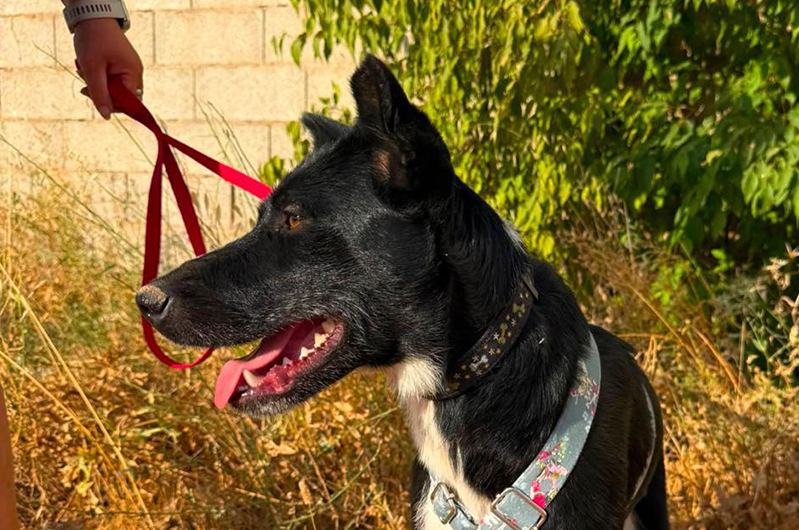Sara