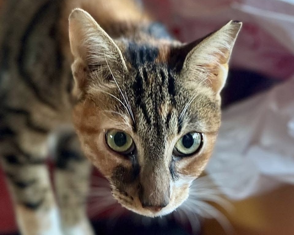 Vasilissa