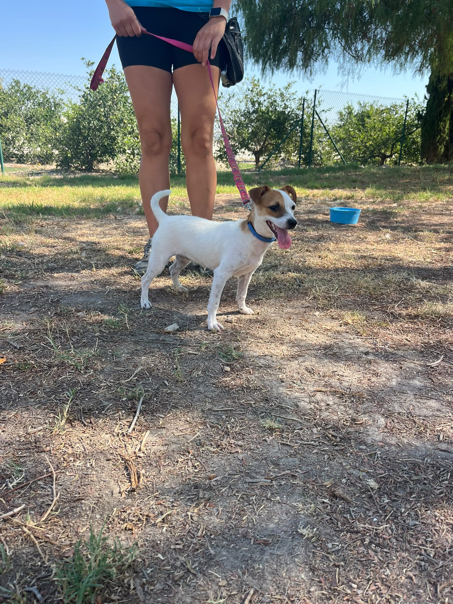 Pitufa