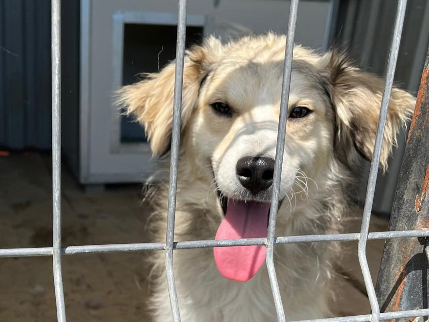 🥰Süßes Junghundmädchen Sadie