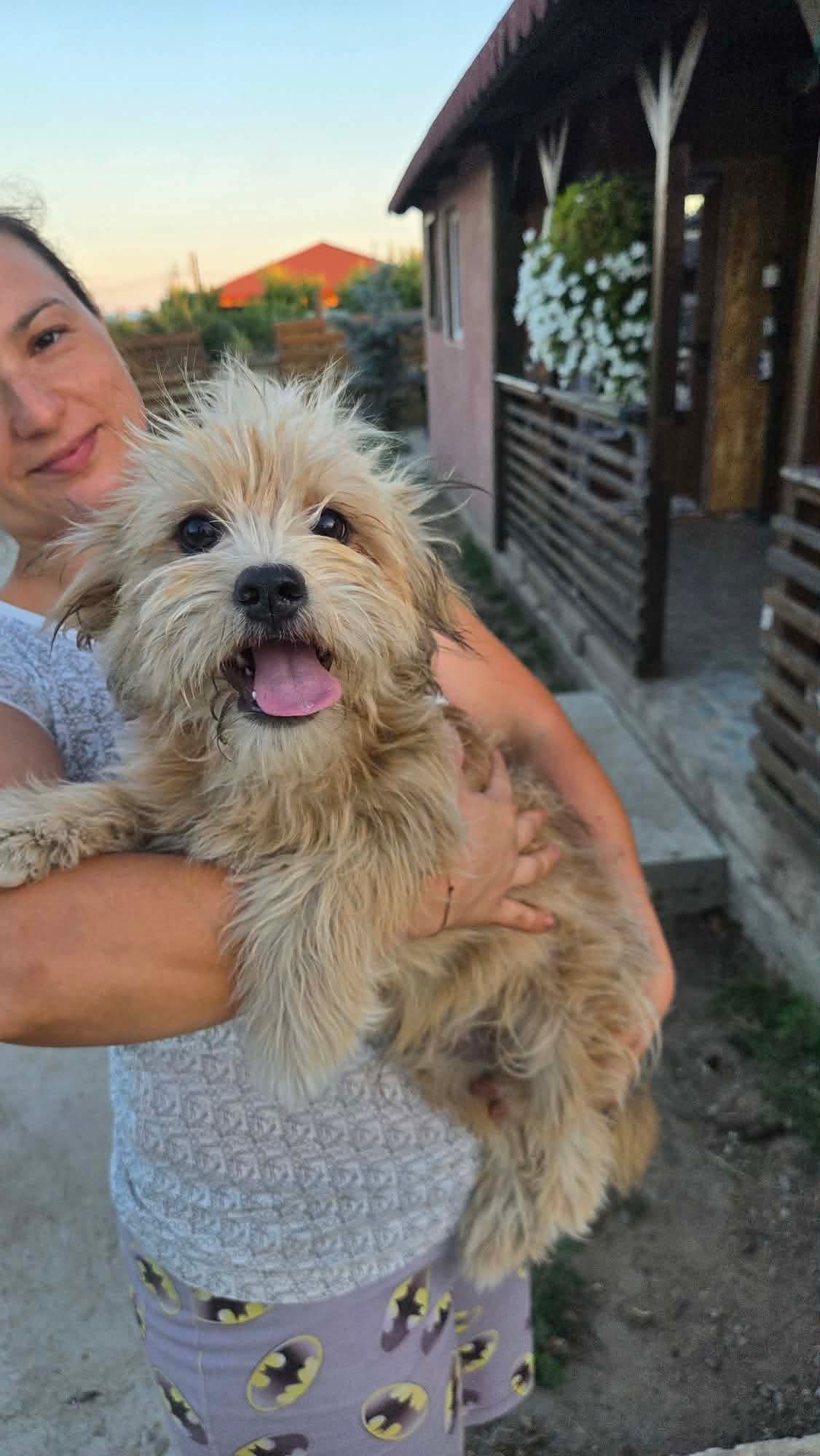Jerry 🐕
