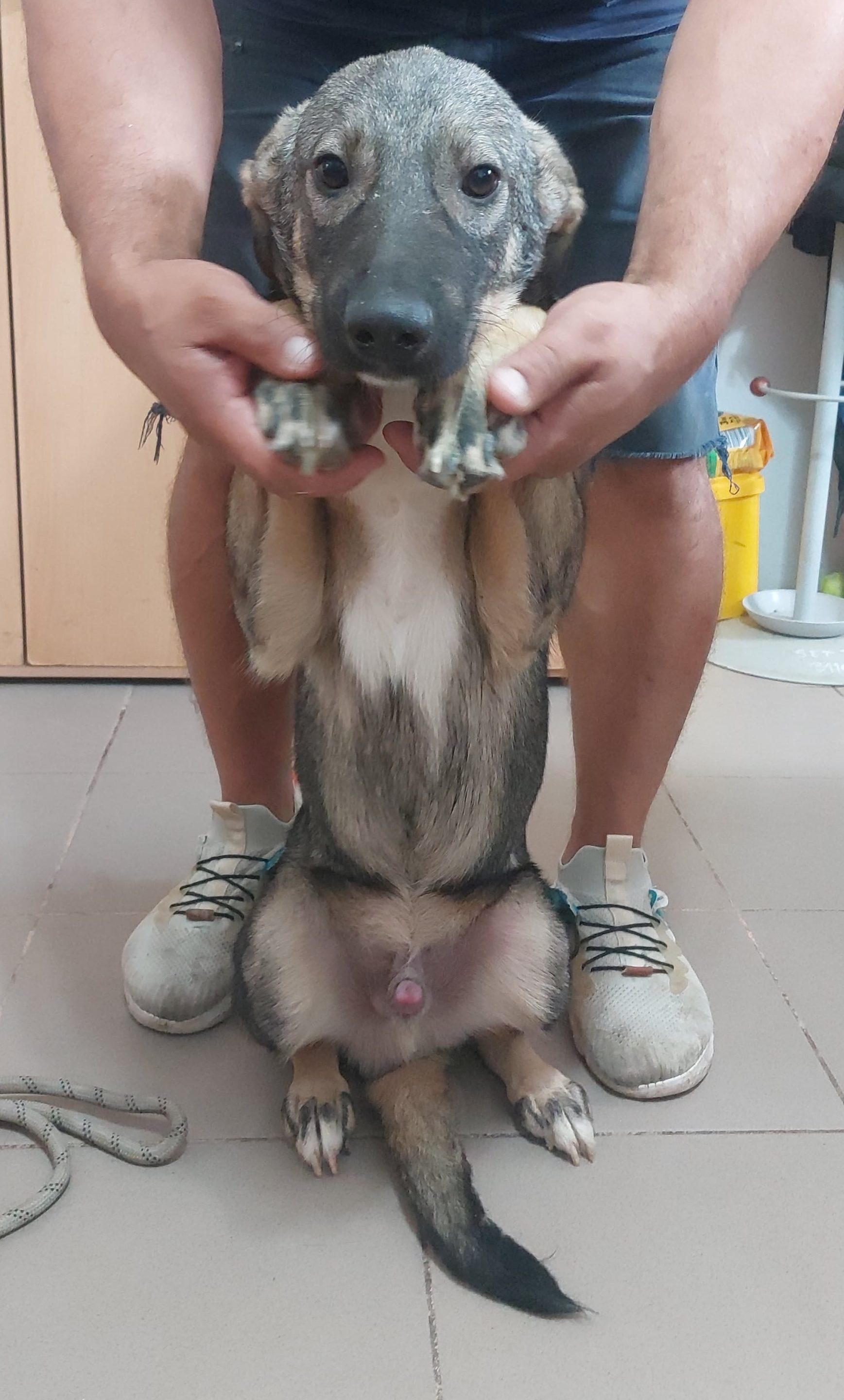 BUDDY