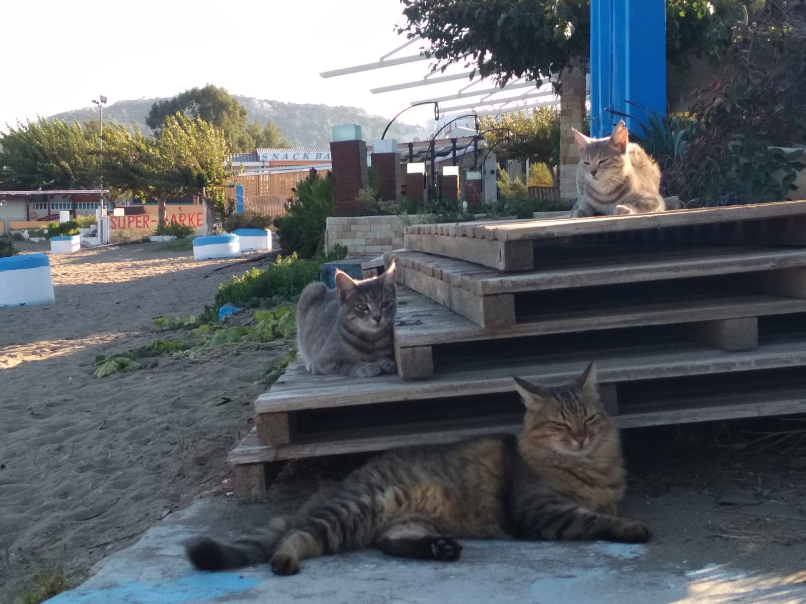 flying cats e.V.